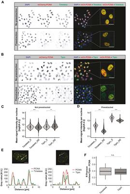 Timeless–Tipin interactions with MCM and RPA mediate DNA replication stress response